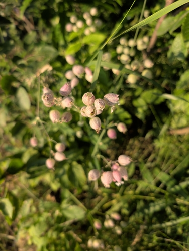 bladder campion