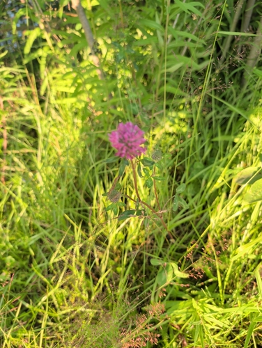 Red Clover