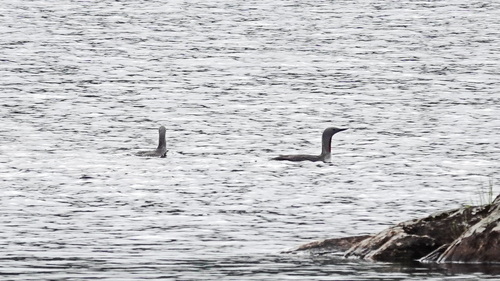 Red-throated Loon