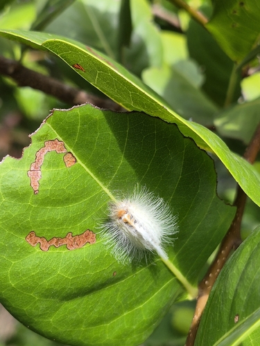 Edwards' Wasp Moth