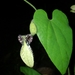 Aristolochia pilosa - Photo (c) Mishael Rivera A, all rights reserved, uploaded by Mishael Rivera A