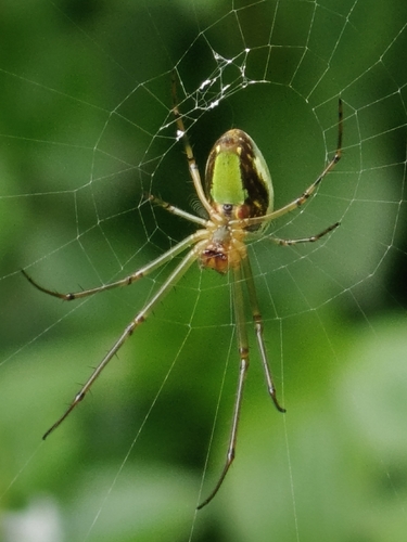 Lavender Vlei Spider
