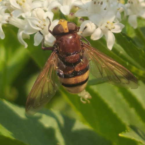 Hornet Mimic Hover Fly