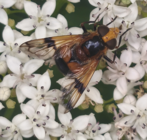 Orange-belted Plumehorn