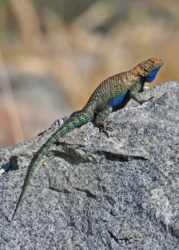 Granite Spiny Lizard