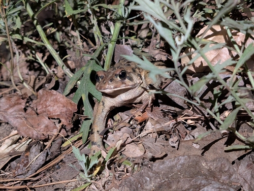 iNaturalist observation photo of Western Toad