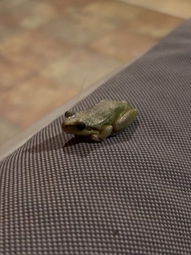 Mediterranean Tree Frog