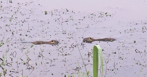 Coypu