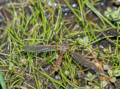 Prionocera