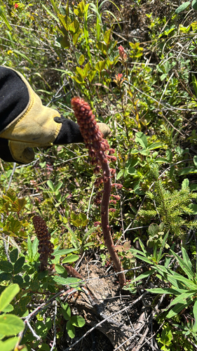 woodland pinedrops