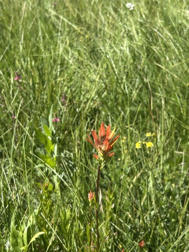 iNaturalist observation photo of giant red paintbrush