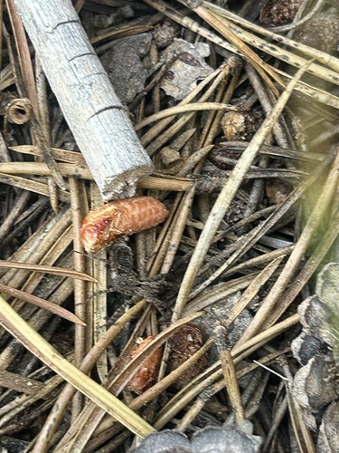 iNaturalist observation photo of Wolf Spiders