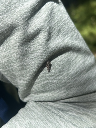 iNaturalist observation photo of True Bugs