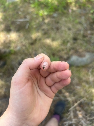 iNaturalist observation photo of Mosquitoes