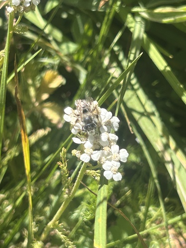 iNaturalist observation photo of Honey Bees, Bumble Bees, and Allies