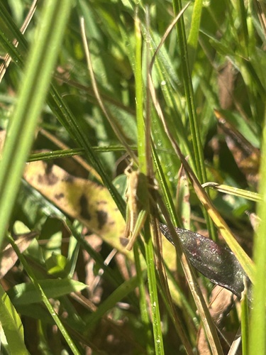 iNaturalist observation photo of Slant-faced Grasshoppers