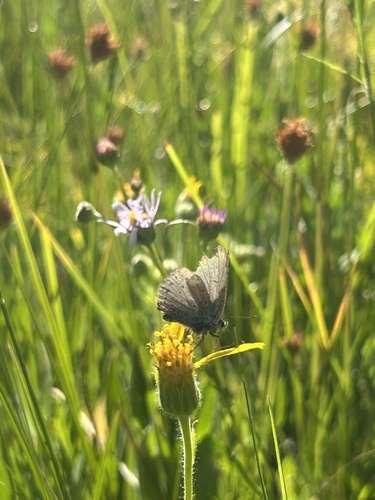 iNaturalist observation photo of Typical Blues