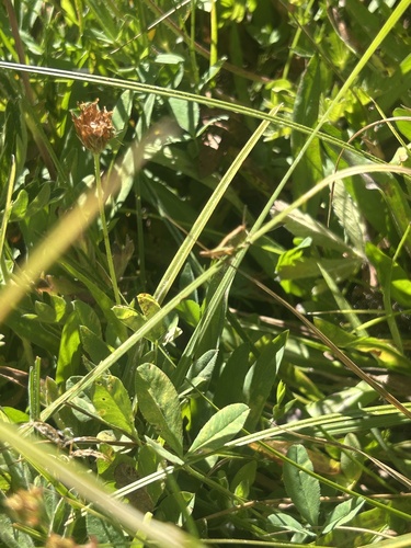 iNaturalist observation photo of Grasshoppers