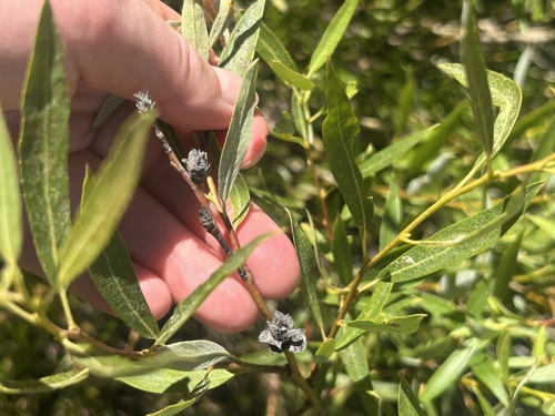 iNaturalist observation photo of Willow Rosette Gall Midge