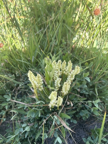iNaturalist observation photo of Hooded Ladies' Tresses