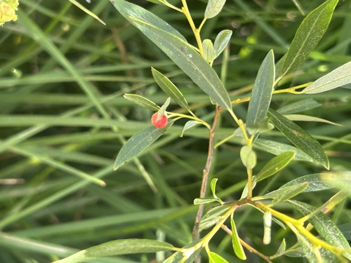 iNaturalist observation photo of Willow Apple Gall Sawfly