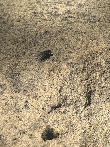 iNaturalist observation photo of Flies