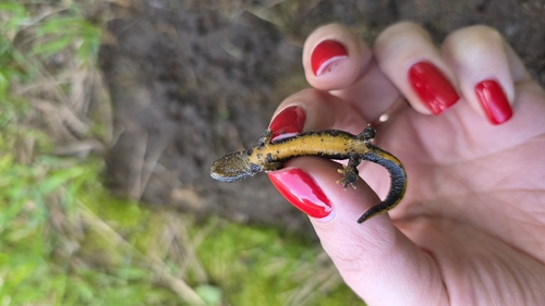 Great Crested Newt