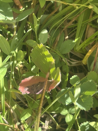 iNaturalist observation photo of strawberries, cinquefoils, and allies