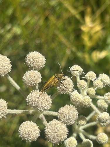 iNaturalist observation photo of Yellow Velvet Beetle