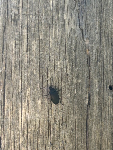 iNaturalist observation photo of Darkling Beetles and Allies