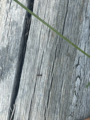 iNaturalist observation photo of Ants