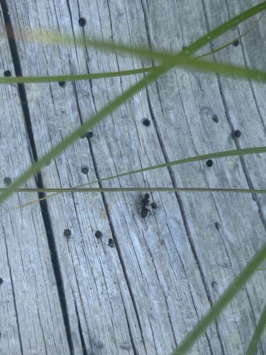 iNaturalist observation photo of Carpenter Ants, Typical Sugar Ants and Allies