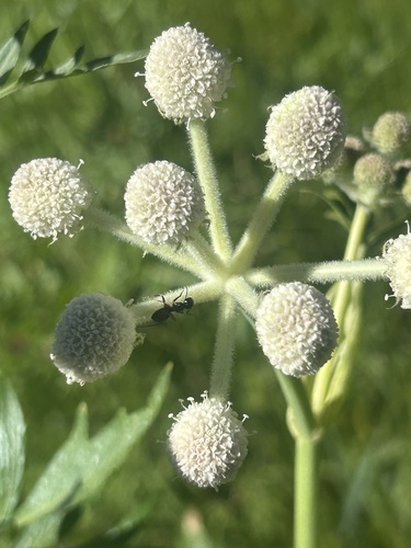 iNaturalist observation photo of Ants