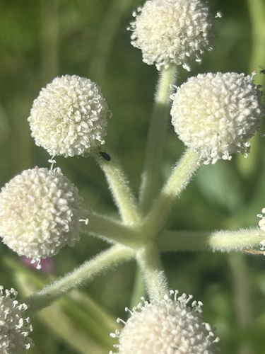 iNaturalist observation photo of Beetles