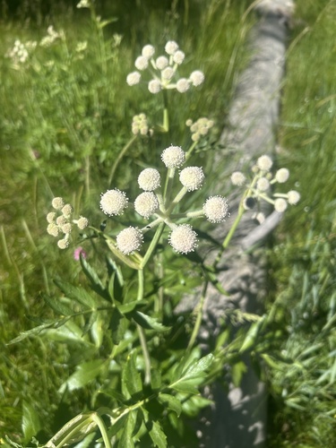iNaturalist observation photo of ranger buttons