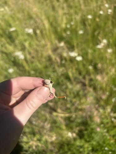 iNaturalist observation photo of Short-horned Grasshoppers and Locusts