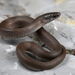 Smooth Earthsnake - Photo (c) Jake Scott, all rights reserved, uploaded by Jake Scott