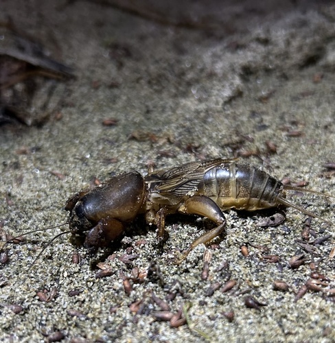 Steppe Mole Cricket