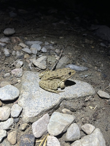 Marsh Frog