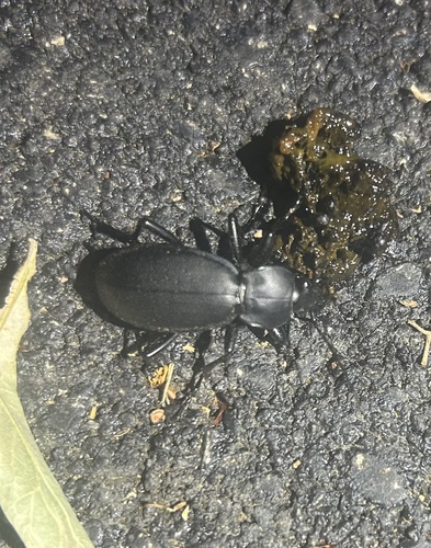 Leather Beetle