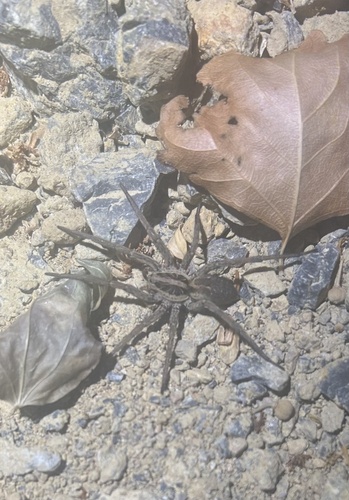 Radiated Wolf Spider