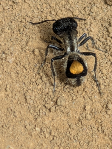 Hoplocrates cephalotes
