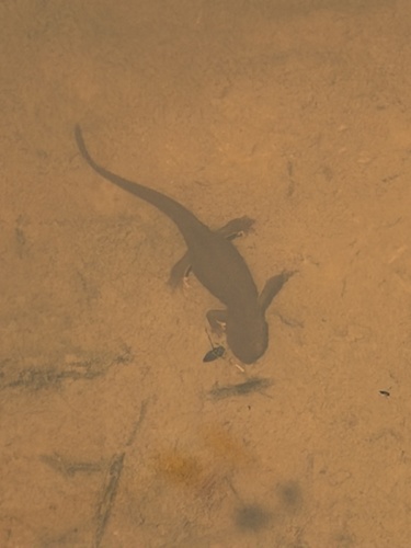 Rough-skinned Newt observed by marcdragiewicz