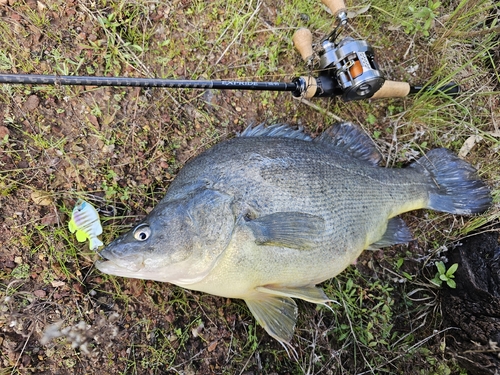 Golden Perch