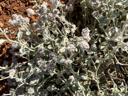cotton bush