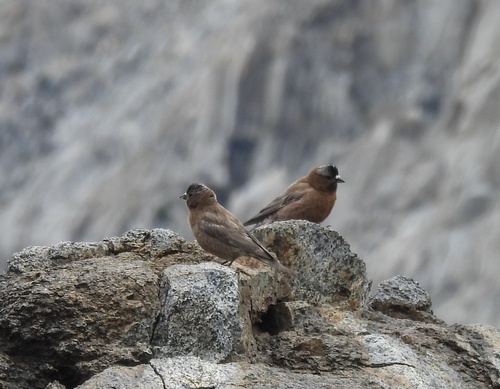 iNaturalist observation photo of Gray-crowned Rosy-Finch