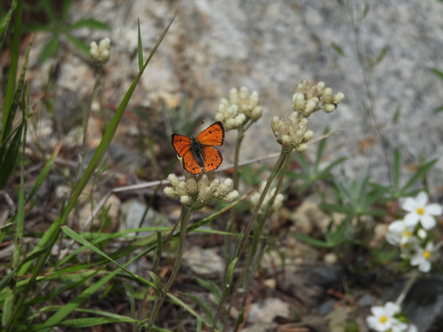 iNaturalist observation photo of Lustrous Copper