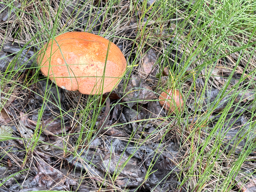 aspen bolete