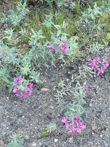 Dwarf Fireweed