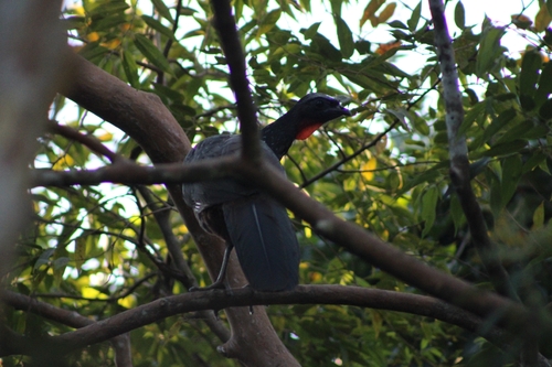 Dusky-legged Guan